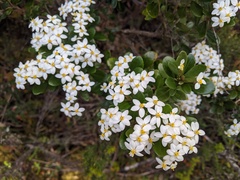 Olearia persoonioides