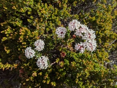 Pimelea sericea