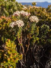Pimelea sericea