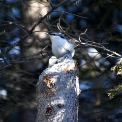 Sitta europaea albifrons