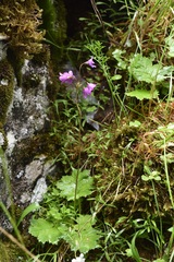 Primula matthioli brotheri