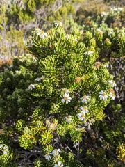 Olearia ledifolia