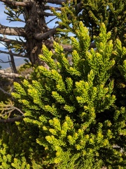 Athrotaxis selaginoides