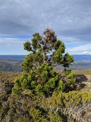 Athrotaxis selaginoides