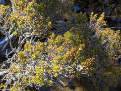 Leptospermum rupestre