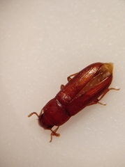 Tribolium castaneum