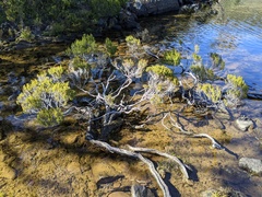 Leptospermum rupestre