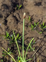 Isolepis fluitans