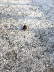 Columba livia domestica