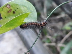 Spilarctia subcarnea