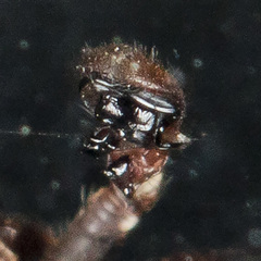 Xysticus pseudocristatus