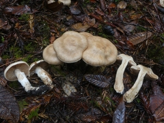 Cortinarius alboglobosus