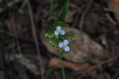 Murdannia loriformis