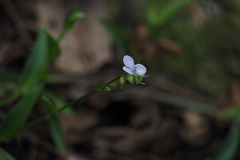 Murdannia loriformis