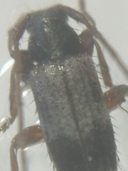 Exocentrus lusitanus