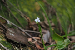 Murdannia loriformis