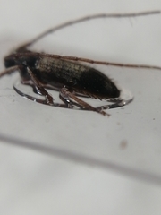 Exocentrus lusitanus