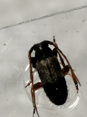 Exocentrus lusitanus