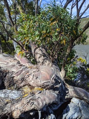 Eucalyptus coccifera