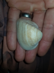 Cucullaea labiata