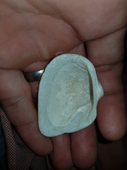Cucullaea labiata