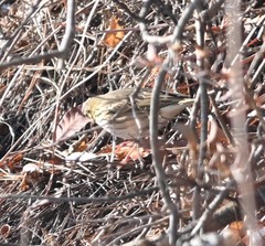 Anthus hodgsoni