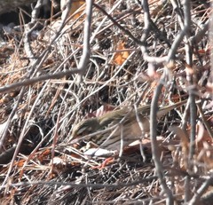 Anthus hodgsoni