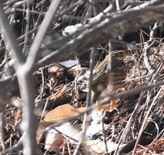 Anthus hodgsoni