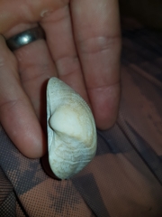 Cucullaea labiata