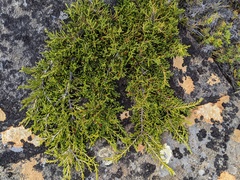 Microcachrys tetragona