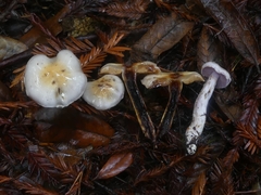 Cortinarius oregonensis