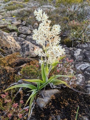 Milligania densiflora