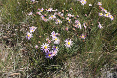 Senecio multibracteatus