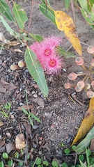 Corymbia ptychocarpa aptycha