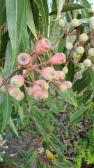 Corymbia ptychocarpa aptycha