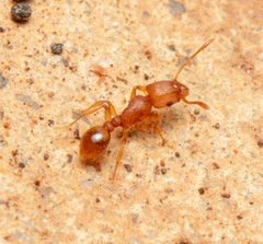 Tetramorium simillimum