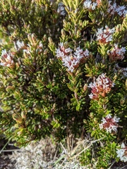 Archeria serpyllifolia