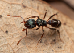 Rhytidoponera victoriae