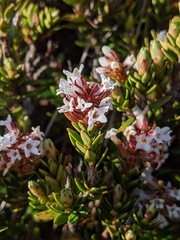 Archeria serpyllifolia