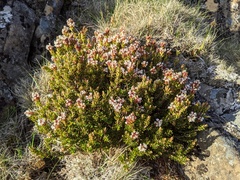 Archeria serpyllifolia