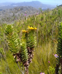 Ursinia caledonica