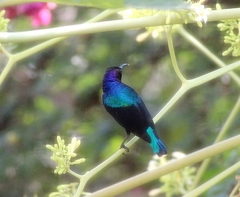 Cinnyris coccinigastrus