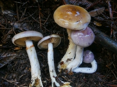 Cortinarius salor