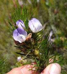 Psoralea pinnata