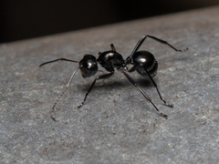 Polyrhachis pilosa