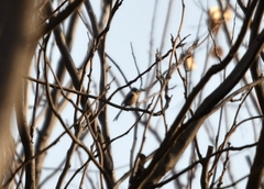 Aegithalos glaucogularis