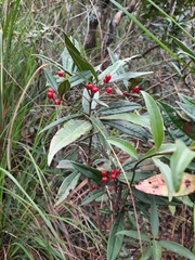 Ardisia lindleyana