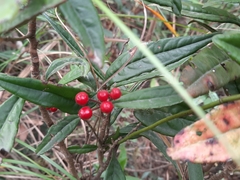 Ardisia lindleyana