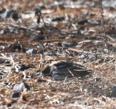 Emberiza rustica