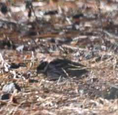 Emberiza rustica